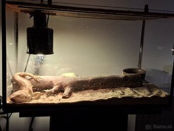 Agama+ terarko