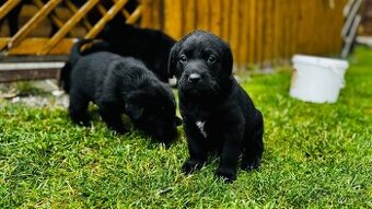 Šteniatka labrador