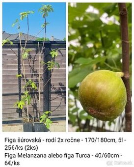 Figovník Šúrovský 170/180cm