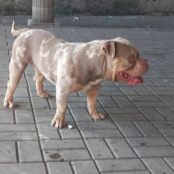 American bully pocket na krytie