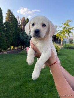 REZERVOVANÉ - Labrador Retiever