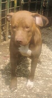 American Bully (XL)