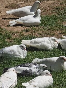 BIELE POŠTOVÉ HOLUBY