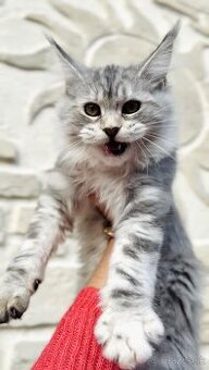 ⚜️Maine Coon s PP Mainská Myvalia