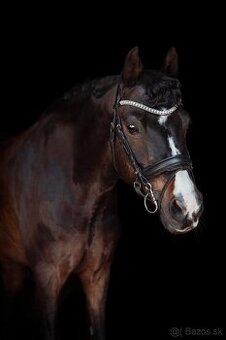 Skúsený pony B (146 cm) do drezúry, aj do parkúru