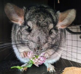 Hľadá sa 5-hviezdičkový domov pre činčilu Lumpíka - 1