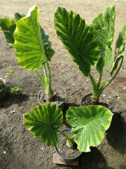 Predam Alocasia Gigantea/Macrorrhiza (Slonie ucho)