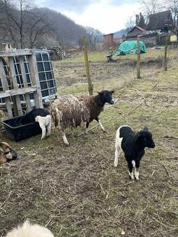 Predám ovečku s jahniatkami.