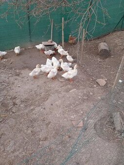 Brojlerové káčatká