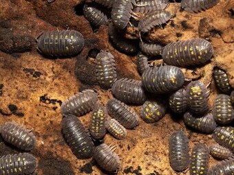 Akcia Armadillidium granulatum