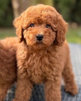 Pudel, pudlik Toy/Trpaslik