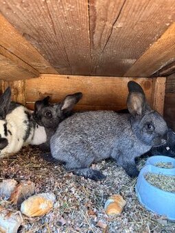 Mam napredaj kraliky oten NOS