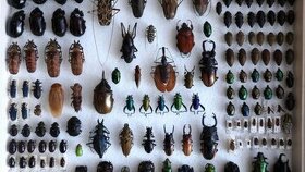 Odkupim zbierku hmyzu, chrobakov, entomologické pomôcky