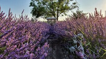 Levandula-lavande-veĺká 70cm-samozber