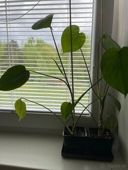 Monstera