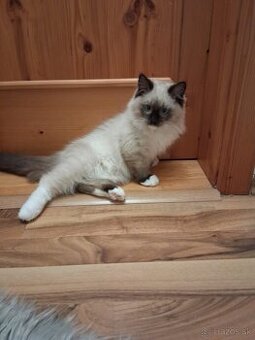 Ragdoll mačiatka na predaj