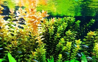 Rastlinky, rotala