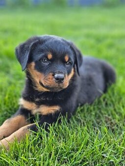 Rotvajler,rotveiler,rotvailer,rotwailer,rotweiler na predaj.