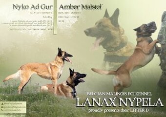 Belgický ovčiak malinois