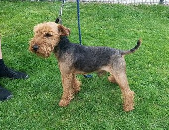 Welsh terier
