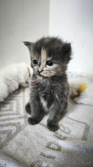 Maine coon mačička mco Mainska myvalia