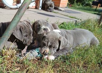 Americký stafordšírský teriér, American Bully XL