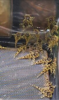 ‼️Pleco,Hypancistrus L236‼️