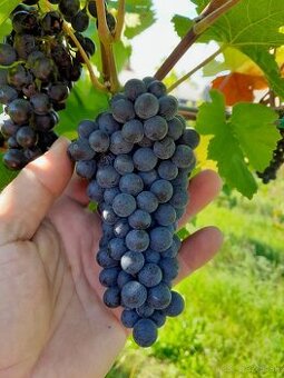 Pinot Noir hrozno