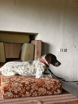 Nemecký  krátkosrstý stavač - sučka bez PP.