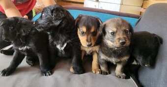 DARUJEM ŠTENIATKA 1.ROČNE