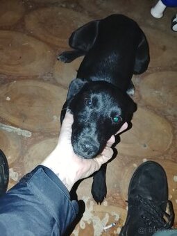 Darujem psa do dobrých rúk