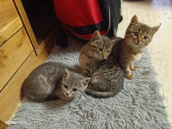 Krásne mačiatka....