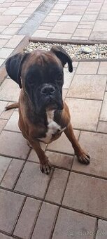 Krytie. Nemecky boxer.