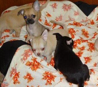 čivava krátkosrstá - 1