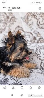 Yorkshire Biewer Terrier - 1
