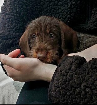 Jazvečík drôtosrstý kraličí, trpasličí