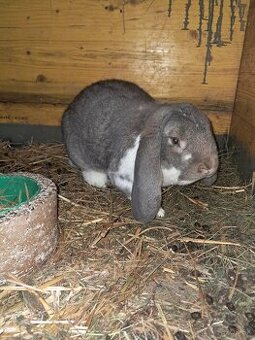 Francuzsky baran-samec