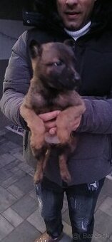 Predám sučku po dobrých rodičov