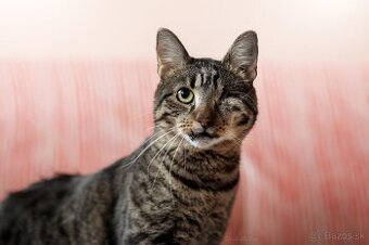 Darujem mohutného kocúra Ziga