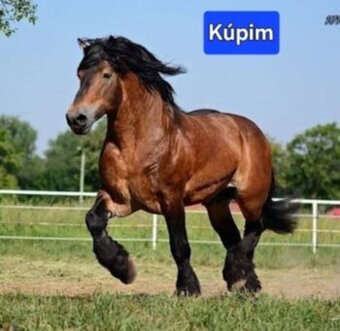 Kravy byky jalovice kone