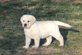 Labrador retriever žlté šteniatka s PP