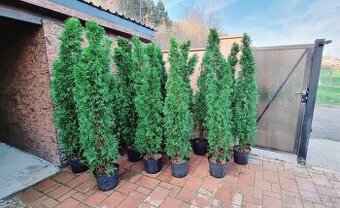 Predám Tuje Smaragd v kvetináči od 150cm-185cm