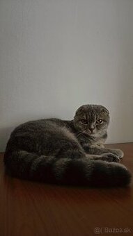 Hľadáme škótskeho klapouchého kocúra na krytie