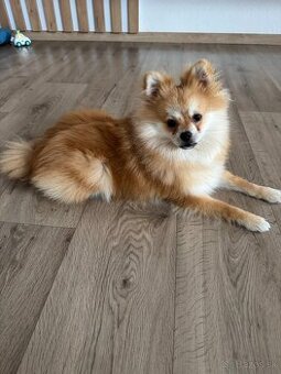 Pomeranian