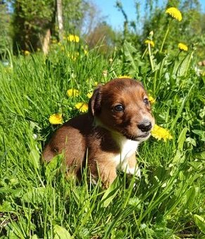 Jack Russel