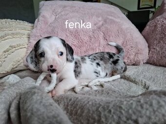 Jazvečík merle