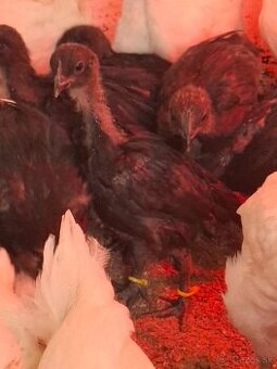 kuriatka Ayam cemani