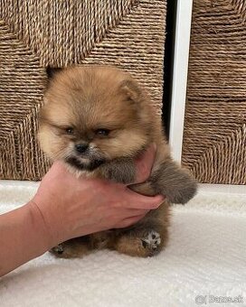 Pomeranian mini Boo