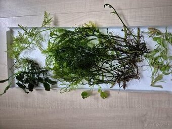 akvarijné rastliny