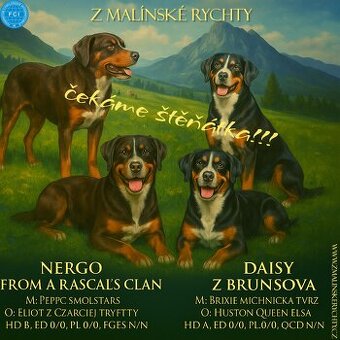 Appenzellský salašnický pes štěňata k rezervaci